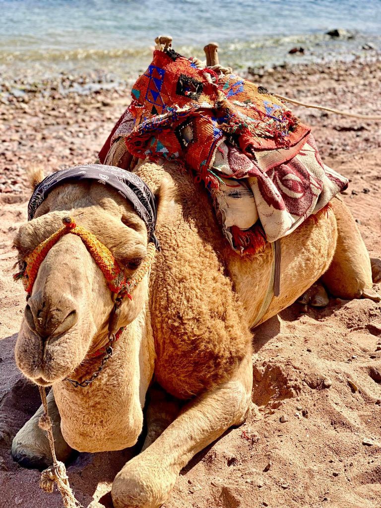 Camel Ride Dahab city