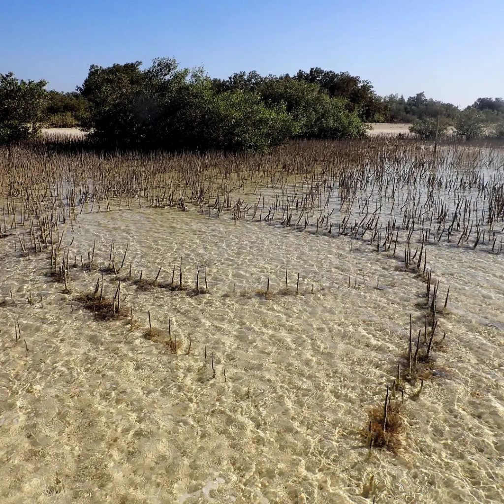 NABQ Protected Area is a 600km2 protected area located in the Egypt, South Sinai Governorate.