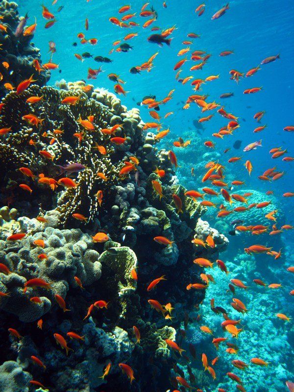 Sharm El-Sheikh (Gordon's Reef), Egypt