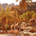 Discover the Healing Powers of Hammam Moussa in South Sinai